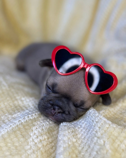 The Frenchie Charmers - FancyBull Creations