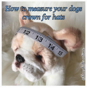 how to meausure your dog for hats