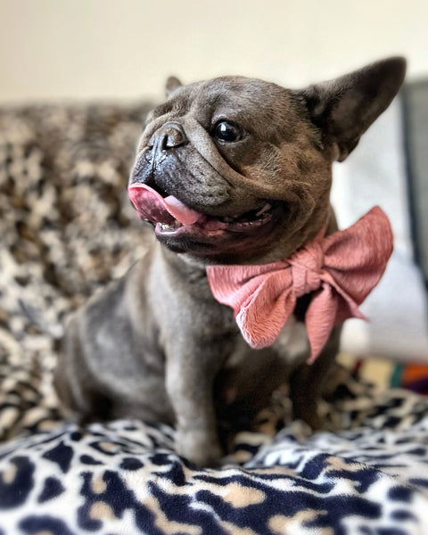 How can I tell my French Bulldog is pregnant?