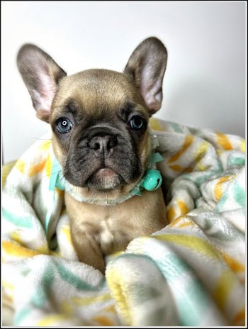 Mastering Potty Training for Stubborn French Bulldog Puppies: A Comprehensive Guide with Schedule Feedings and Wired Crate - FancyBull Creations