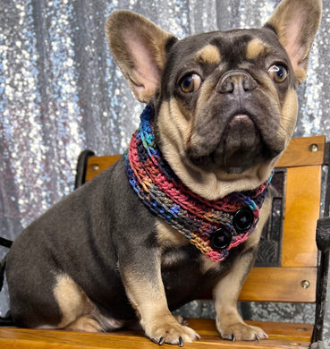 cute french bulldog puppy wearing a scarf