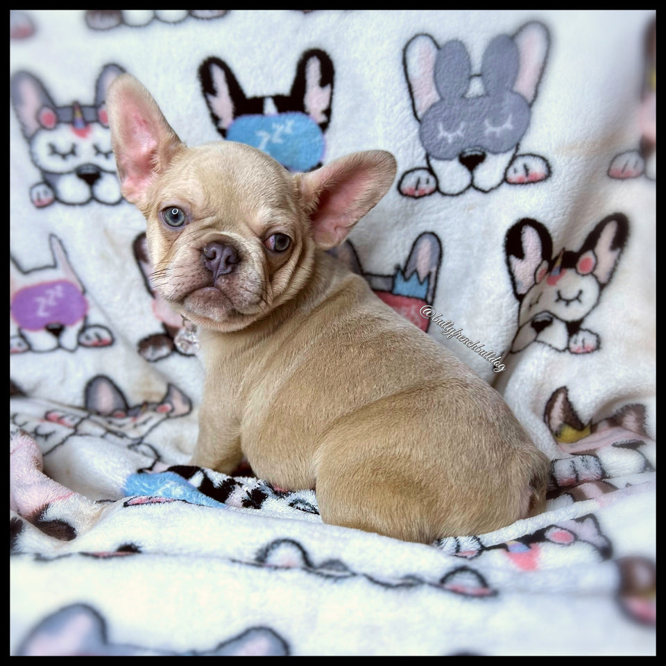 blonde french bulldog puppy with green eyes for sale in oxnard