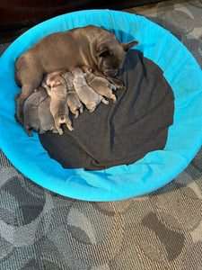 newbon frenchie puppies in whelping pool