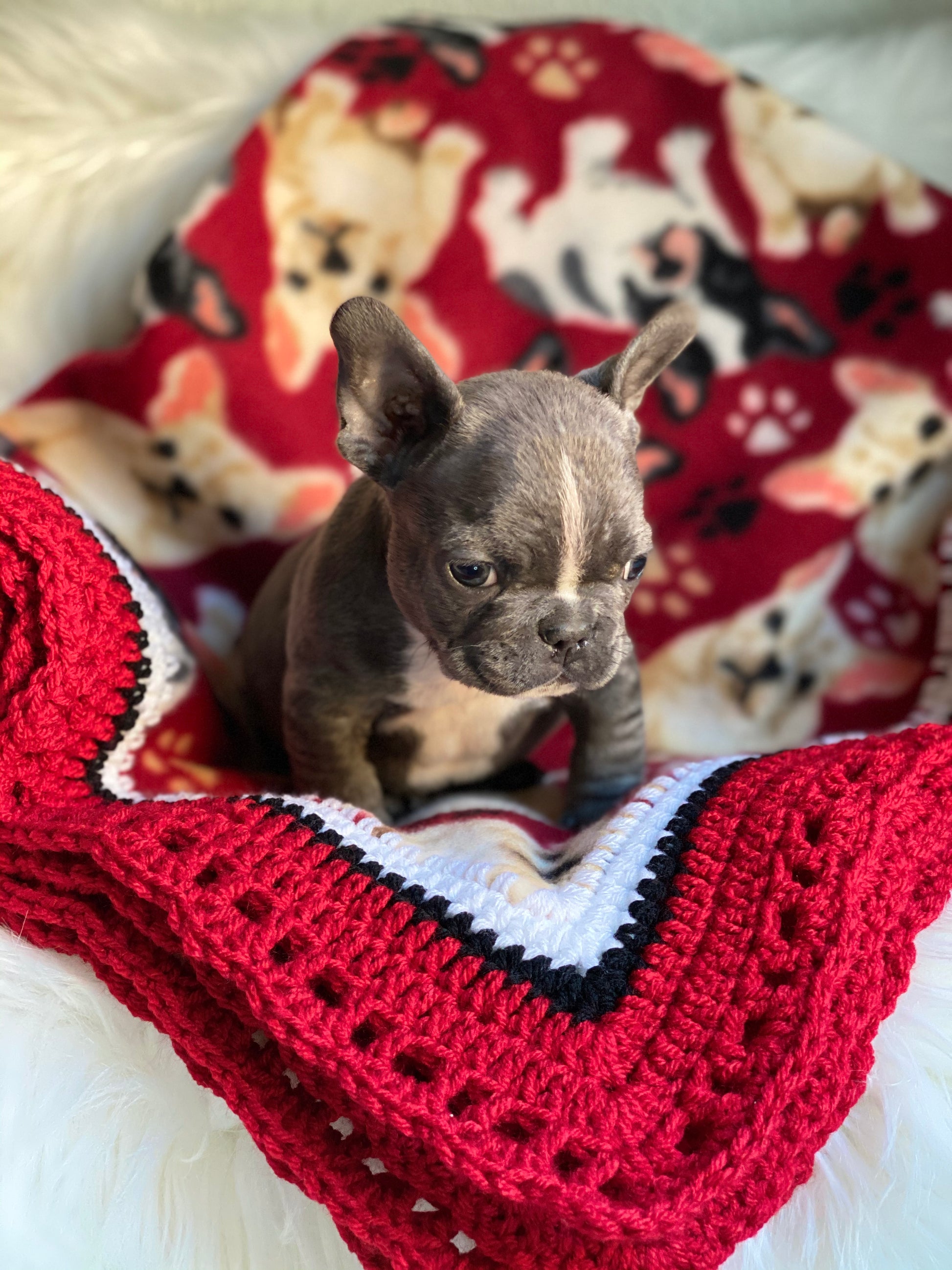 fancybull creations french bulldog print fleece blanket