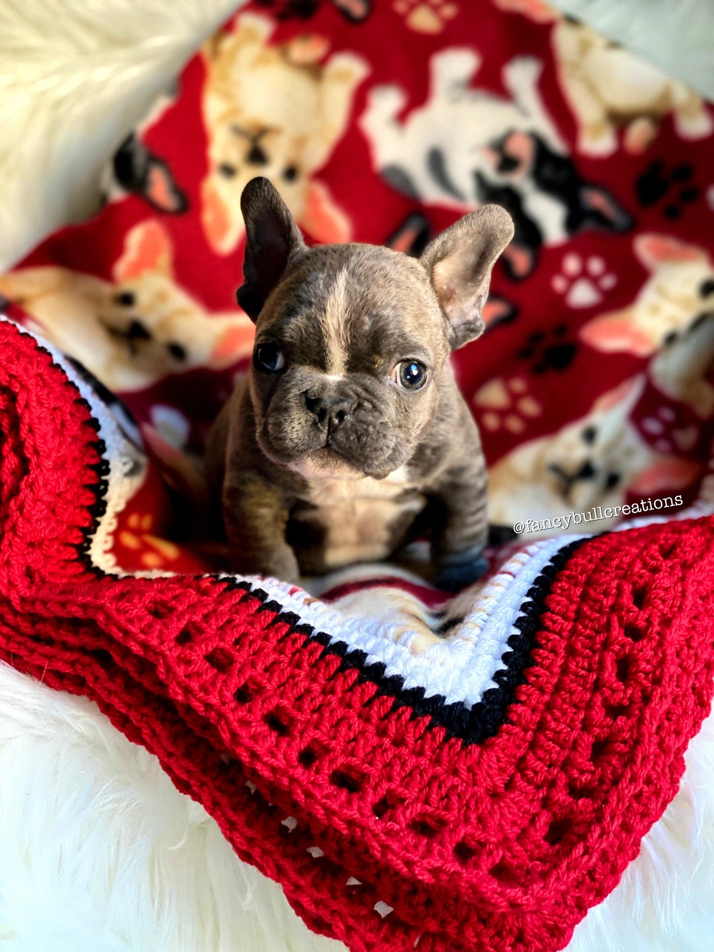 french bulldog print fleece blanket