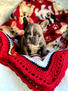 Welcome Home Furbaby French Bulldog Pattern Puppy Blanket FANCYBULL CREATIONS
