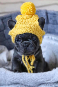 cute french bulldog puppy wearing yellow pompom crochet beanie