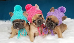 fancybull creations french bulldogs wearing knit beanies