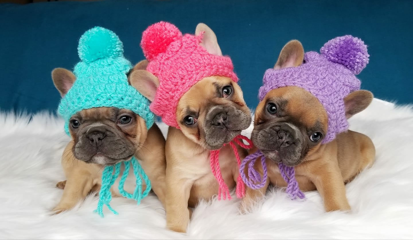 Copy of Winter Puppy Dog Hats Frenchie wear French Fashion FANCYBULL CREATIONS