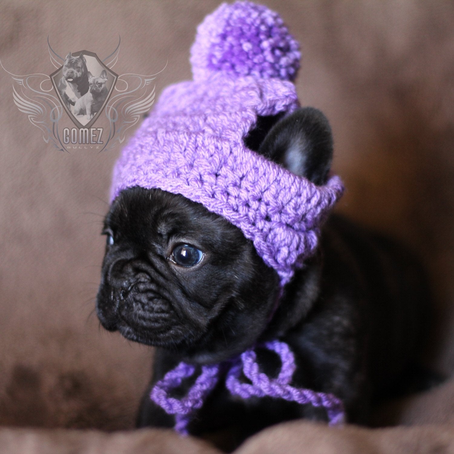 purple french bulldog beanie